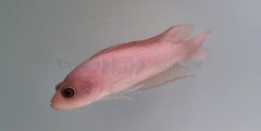Pseudoplesiops typus