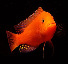 Pseudotropheus zebra red 5-6 cm