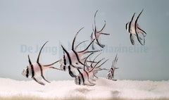 Pterapogon kauderni - DJM Bred