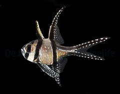 Pterapogon kauderni - DJM Bred