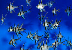 Pterapogon kauderni - DJM Bred