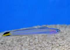 Ptereleotris uroditaenia