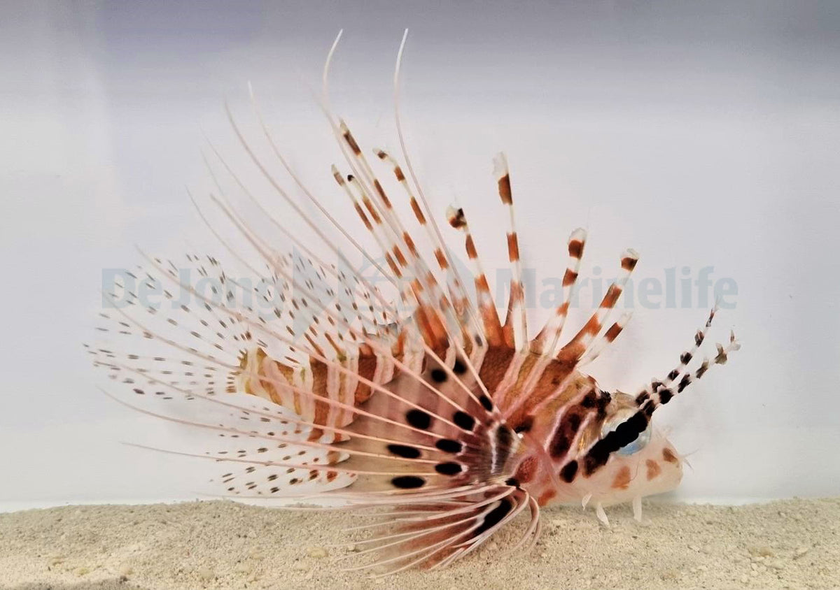 Pterois antennata