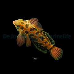 Pterosynchiropus picturatus