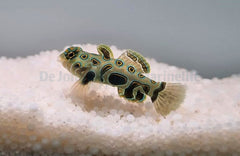 Pterosynchiropus picturatus - T.B.