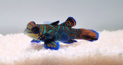 Pterosynchiropus splendidus (blue)