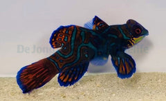 Pterosynchiropus splendidus (blue)