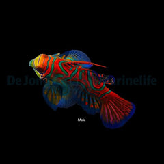 Pterosynchiropus splendidus (blue)