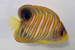 Pygoplites diacanthus (Pacific)