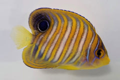 Pygoplites diacanthus (Pacific)