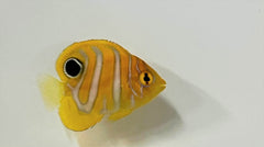Pygoplites diacanthus - T.B.
