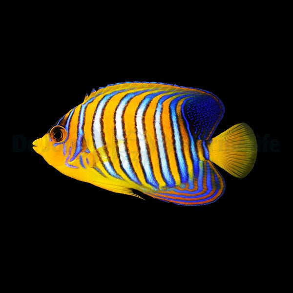 Pygoplites diacanthus (Red Sea)