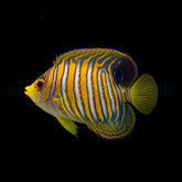 Pygoplites diacanthus (Pacific)