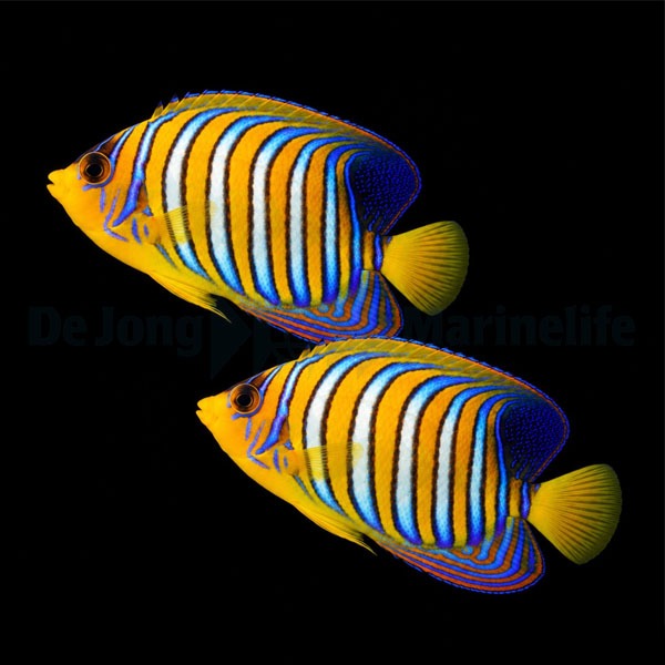 Pygoplites diacanthus (Red Sea) (pair)