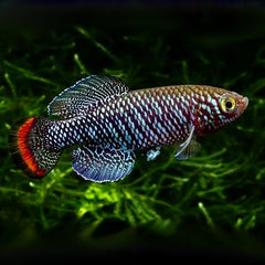 Nothobranchius rachovii Black L