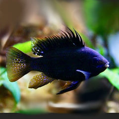 Apistogramma ramirezi Black Konig M @