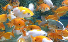 RANCHU XL mix colors