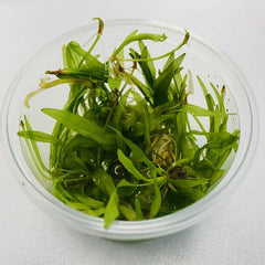 Ranalisma rostrata in cup 100 cc.