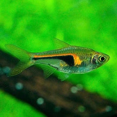 Rasb.hengeli Smalle kegelvlek rasbora M@