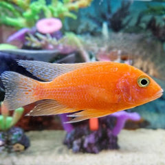 Aulonocara red dragon 6-8 cm