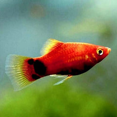 Xiph.maculutus Platy Micky Mouse red M