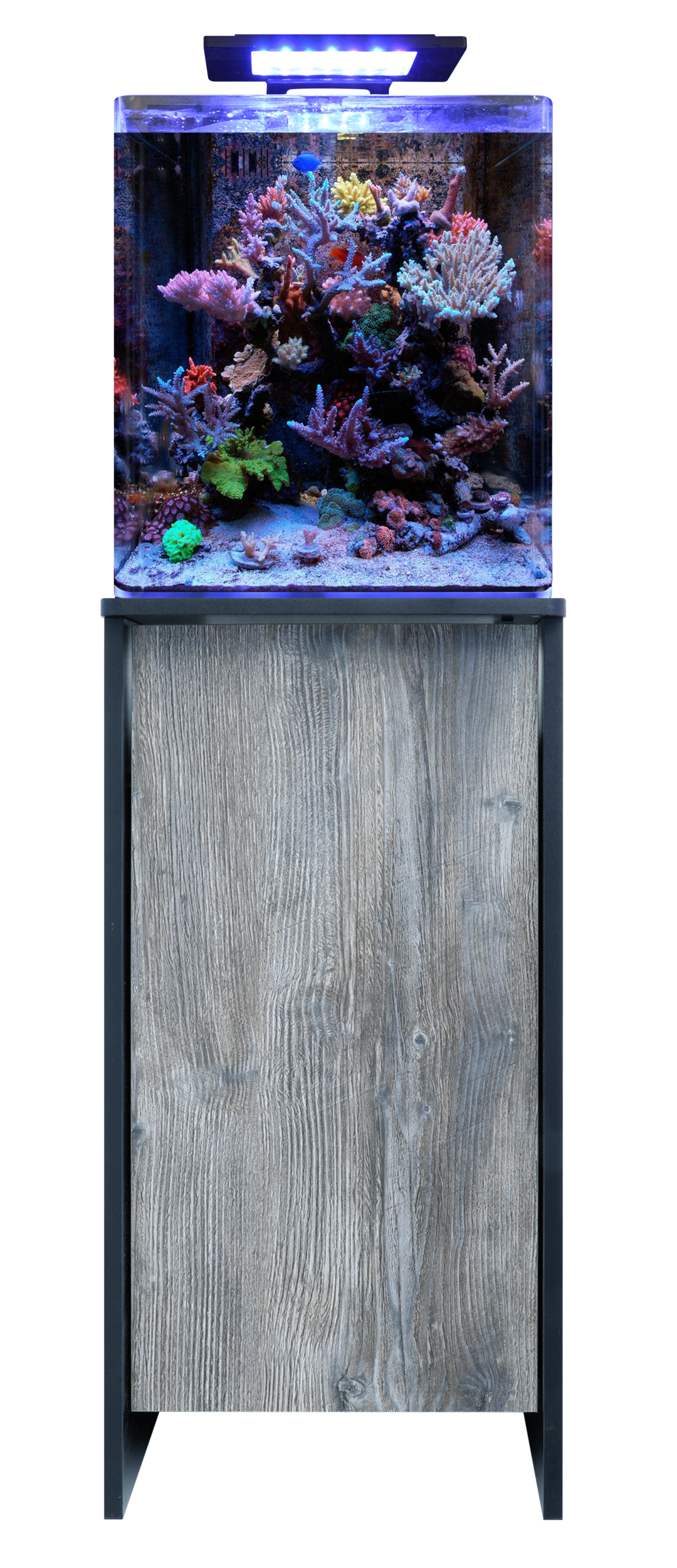 Blue Marine Reef 60