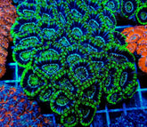 Acanthastrea lordhowensis (Green) (Premium)