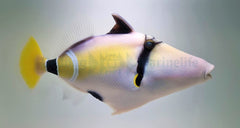 Rhinecanthus cinereus