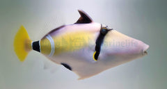 Rhinecanthus cinereus