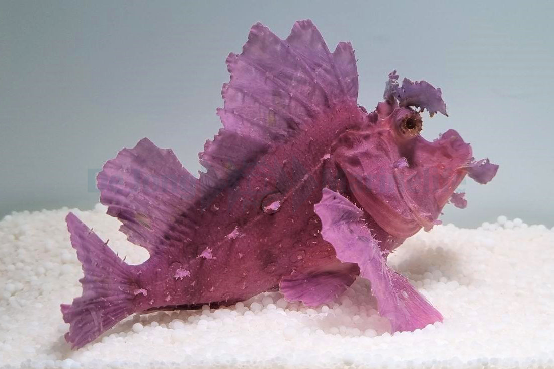 Rhinopias eschmeyeri (Purple)