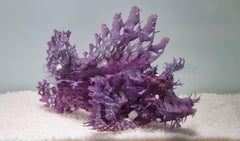 Rhinopias frondosa (Purple)