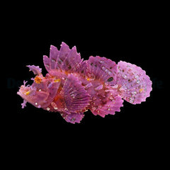 Rhinopias frondosa (Purple)