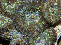 Rhodactis inchoata (Common)