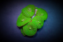 Rhodactis inchoata (Green) (Grade A)