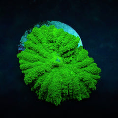 Rhodactis spp. (Green) (Grade A) (1 ear)