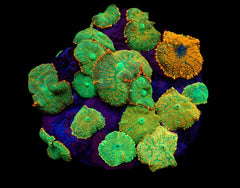 Rhodactis inchoata (Orange)