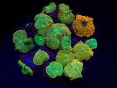 Rhodactis inchoata (Orange)