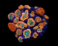 Rhodactis inchoata (Orange) (Premium)