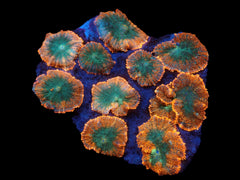 Rhodactis inchoata (Orange) (Premium)