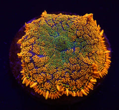 Rhodactis spp. (Orange) (Ultra) (1 ear)