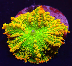 Rhodactis inchoata (Tequila Sunrise) (1 ear)