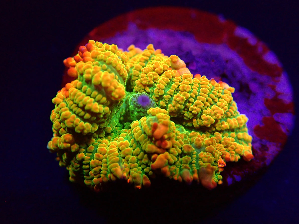 Rhodactis inchoata (Tequila Sunrise) (1 ear)