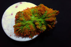 Rhodactis inchoata (Tequila Sunrise) (per ear)