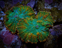 Rhodactis inchoata (Tequila Sunrise) (per ear)