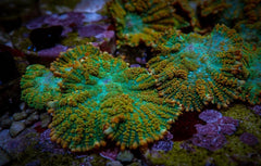 Rhodactis inchoata (Tequila Sunrise) (per ear)