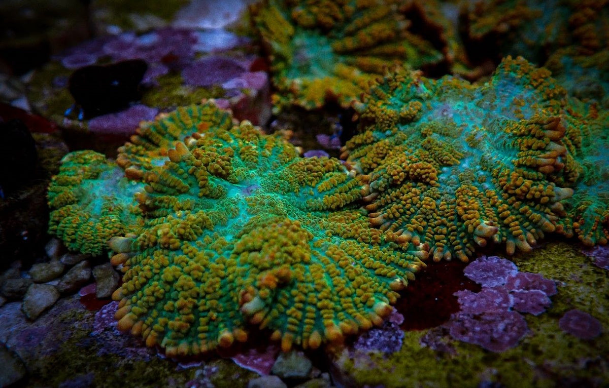 Rhodactis inchoata (Tequila Sunrise) (per ear)