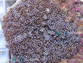 Rhodactis indosinensis (Blue) (per ear)