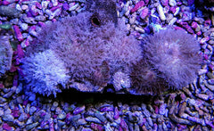 Rhodactis indosinensis (Common)