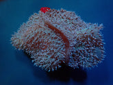 Rhodactis indosinensis (Common)