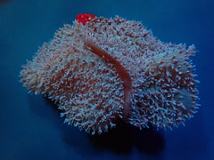 Rhodactis indosinensis (Common)